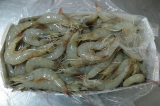 AYU BUMI SEJATI, PT